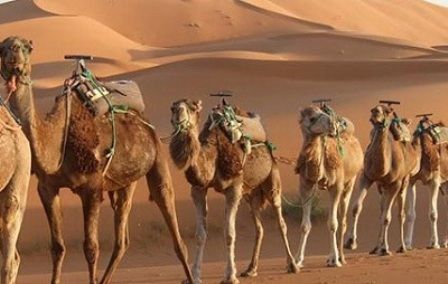 سافاری كيش سافاری كيش